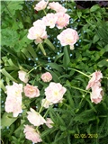 Tulipan Angelique - lat. Tulipa